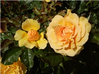 96ae5233-Picture 3095.jpg
